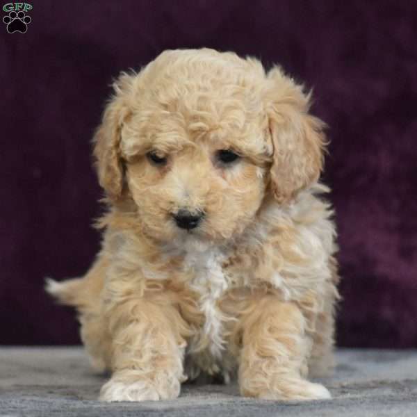 Glenna, Bich-Poo Puppy